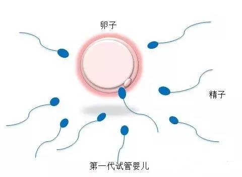关于青碧生殖